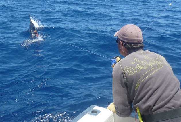 Release Me Cavalier & Blue Marlin Sport Fishing Gran Canaria