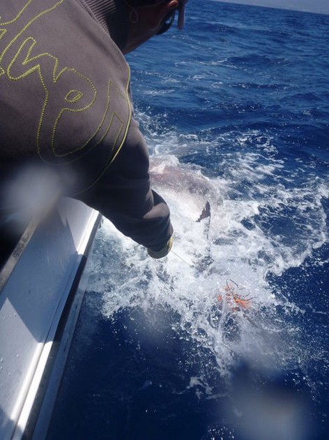 Release Me Cavalier & Blue Marlin Sport Fishing Gran Canaria