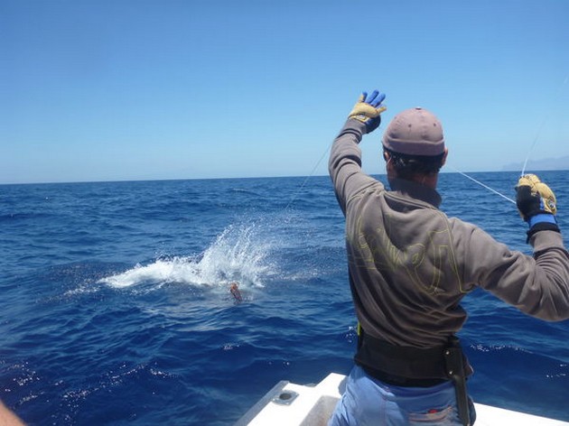 Release Me Cavalier & Blue Marlin Sport Fishing Gran Canaria