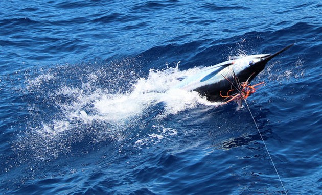 Blue Marlin Cavalier & Blue Marlin Sport Fishing Gran Canaria
