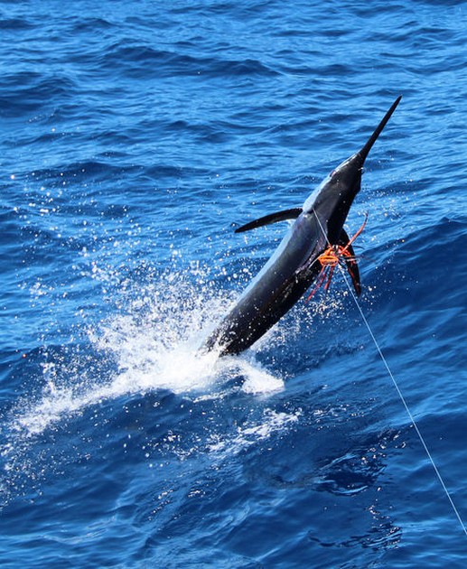 Blue Marlin Cavalier & Blue Marlin Sport Fishing Gran Canaria