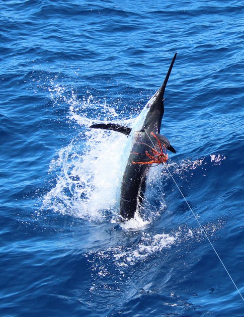 Blue Marlin Cavalier & Blue Marlin Sport Fishing Gran Canaria