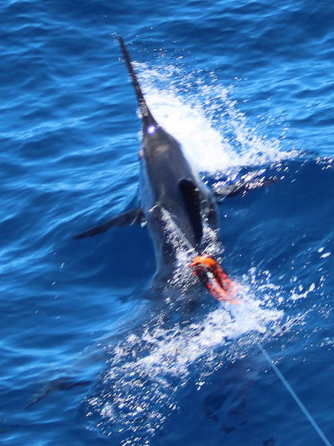 Blue Marlin Cavalier & Blue Marlin Sport Fishing Gran Canaria