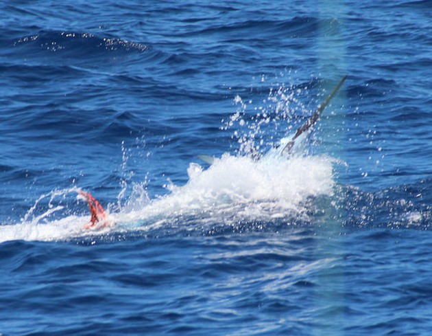 Blue Marlin Cavalier & Blue Marlin Sport Fishing Gran Canaria