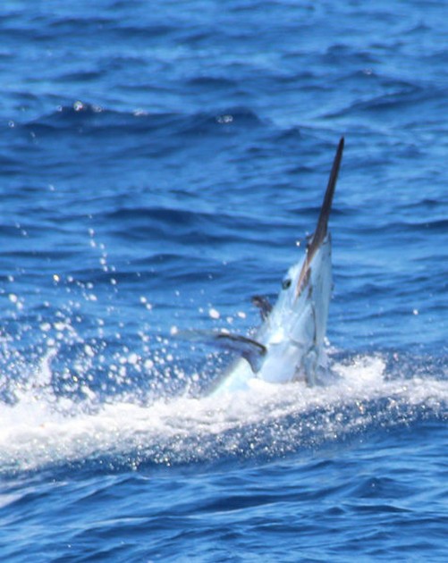 Blue Marlin Cavalier & Blue Marlin Sport Fishing Gran Canaria