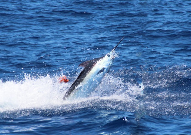 Blue Marlin Cavalier & Blue Marlin Sport Fishing Gran Canaria