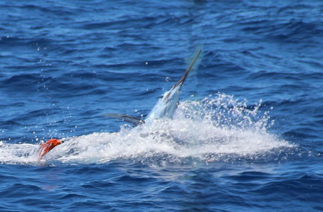 Blue Marlin Cavalier & Blue Marlin Sport Fishing Gran Canaria
