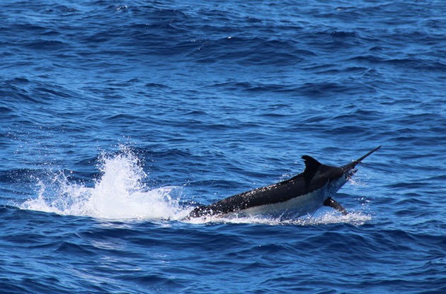 Blue Marlin Cavalier & Blue Marlin Sport Fishing Gran Canaria