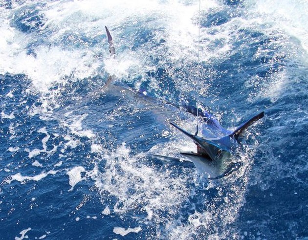 16/06 White Marlin Cavalier & Blue Marlin Sport Fishing Gran Canaria