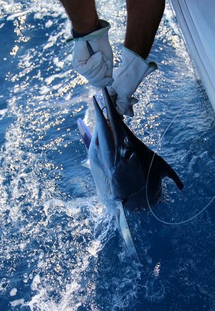 Release Me Cavalier & Blue Marlin Sport Fishing Gran Canaria