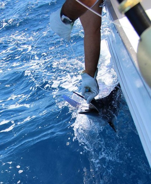 release me Cavalier & Blue Marlin Sport Fishing Gran Canaria