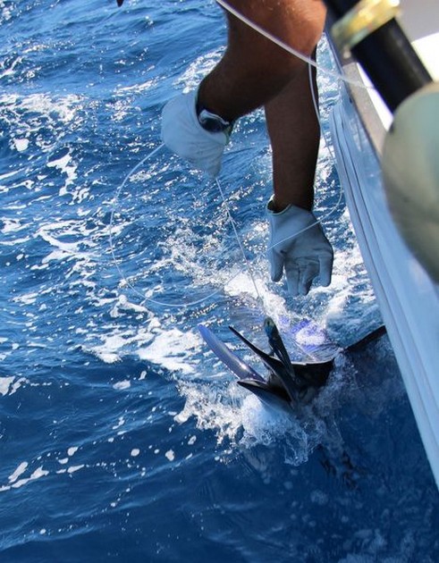White Marlin Cavalier & Blue Marlin Sport Fishing Gran Canaria