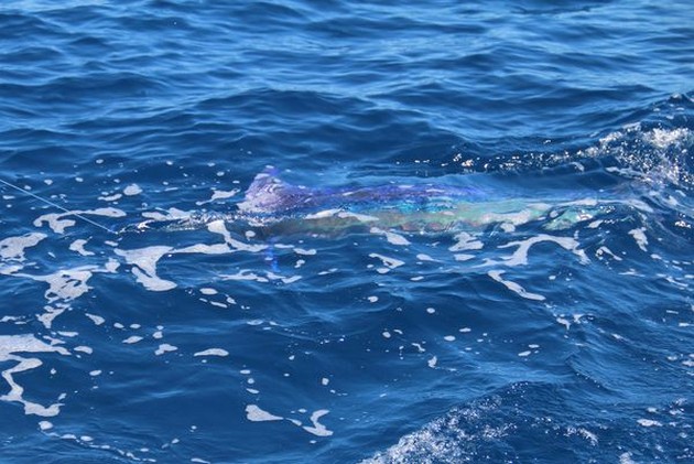 White Marlin Cavalier & Blue Marlin Sport Fishing Gran Canaria