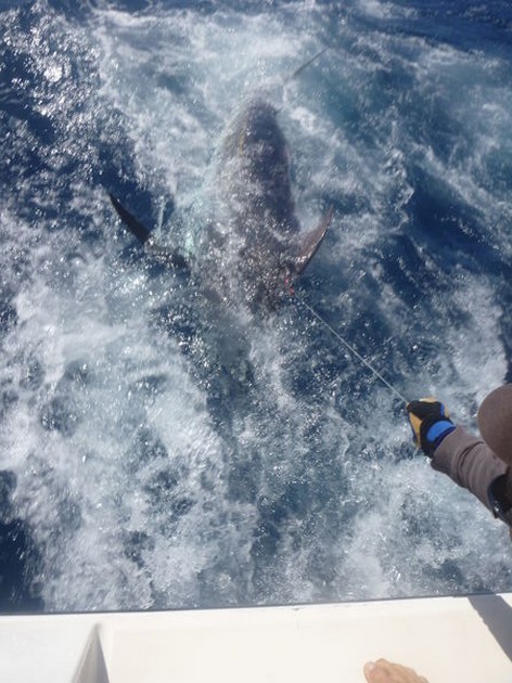 Blue Marlin Cavalier & Blue Marlin Sport Fishing Gran Canaria