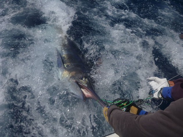 Blue Marlin Cavalier & Blue Marlin Sport Fishing Gran Canaria