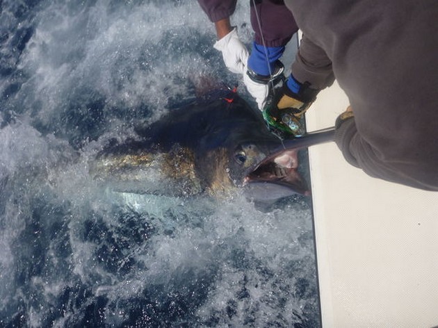 Release Me Cavalier & Blue Marlin Sport Fishing Gran Canaria