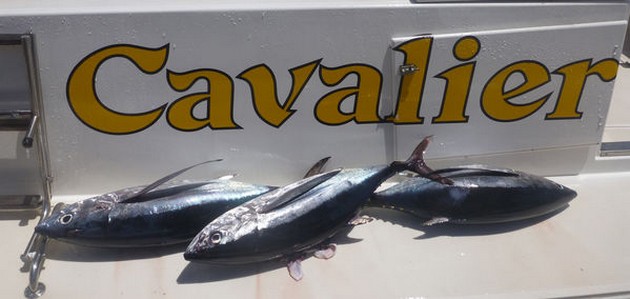Tunas & Spearfish Cavalier & Blue Marlin Sport Fishing Gran Canaria