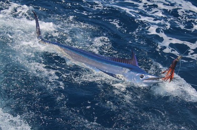 18/06 Spearfish Cavalier & Blue Marlin Sport Fishing Gran Canaria