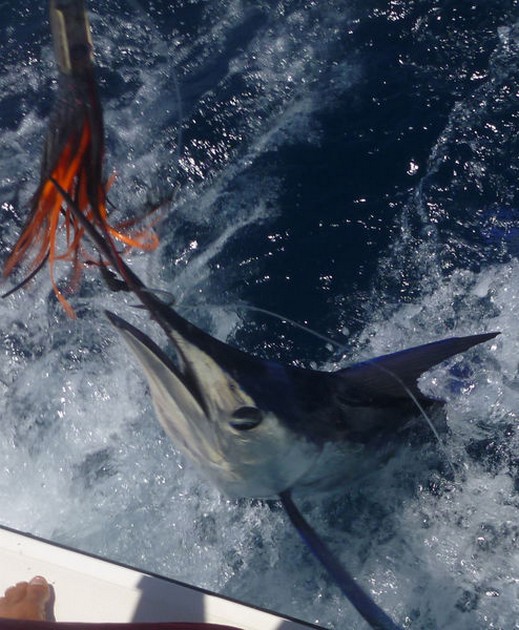 Release Me Cavalier & Blue Marlin Sport Fishing Gran Canaria