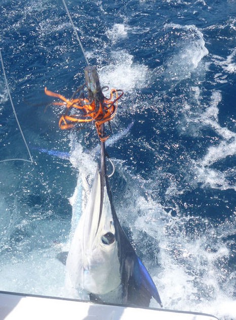Release Me Cavalier & Blue Marlin Sport Fishing Gran Canaria