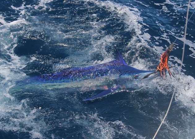 Spearfish Cavalier & Blue Marlin Sport Fishing Gran Canaria