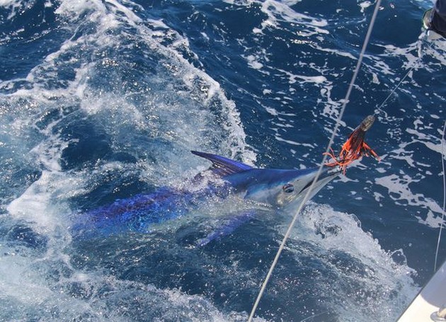 Spearfish Cavalier & Blue Marlin Sport Fishing Gran Canaria