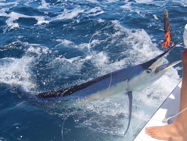 Spearfish Cavalier & Blue Marlin Sport Fishing Gran Canaria