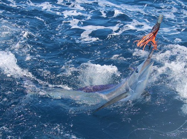 Spearfish Cavalier & Blue Marlin Sport Fishing Gran Canaria