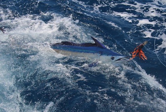 Spearfish Cavalier & Blue Marlin Sport Fishing Gran Canaria