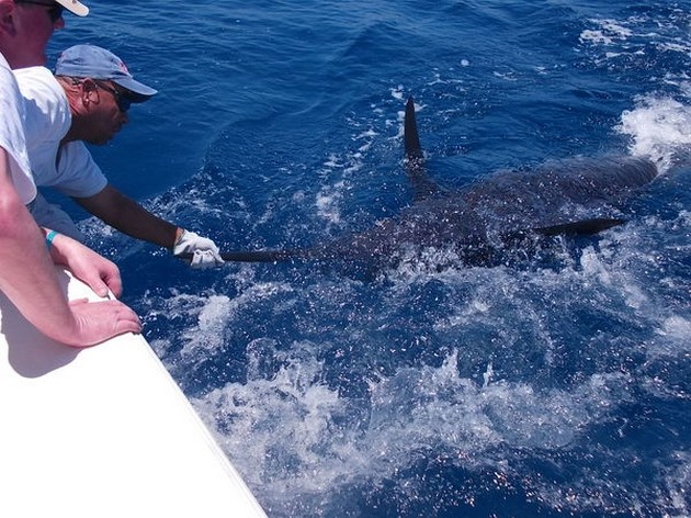 20/06 Blue Marlin Cavalier & Blue Marlin Sport Fishing Gran Canaria