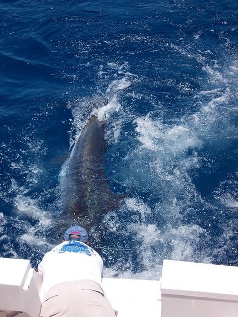 Blue Marlin Cavalier & Blue Marlin Sport Fishing Gran Canaria
