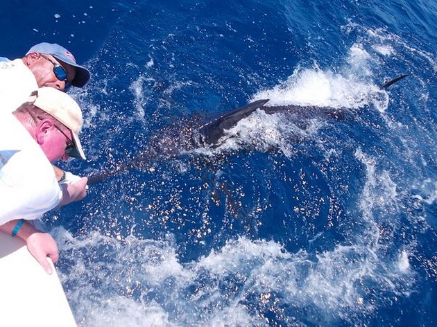 Blue Marlin Cavalier & Blue Marlin Sport Fishing Gran Canaria