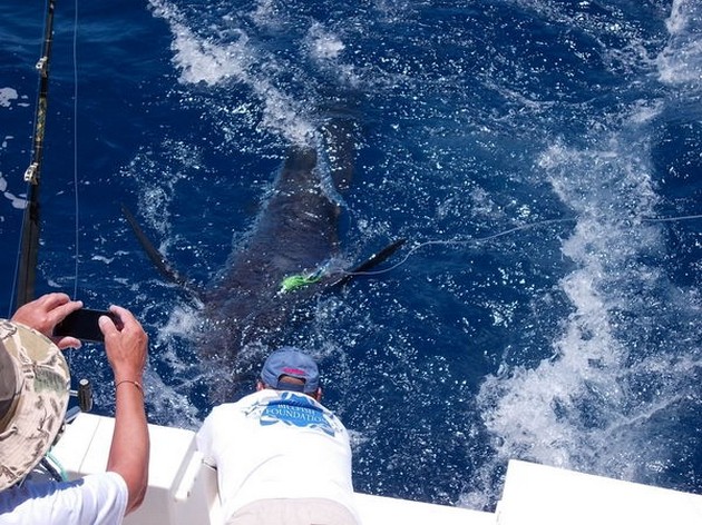 Blue Marlin Cavalier & Blue Marlin Sport Fishing Gran Canaria