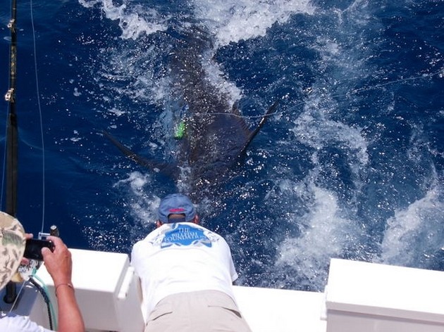 Blue Marlin Cavalier & Blue Marlin Sport Fishing Gran Canaria