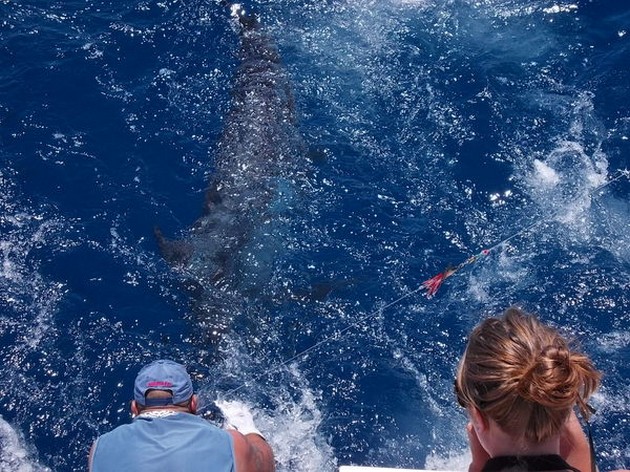 Blue Marlin Cavalier & Blue Marlin Sport Fishing Gran Canaria