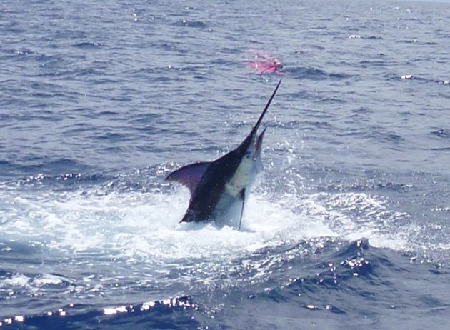 Release Me Cavalier & Blue Marlin Sport Fishing Gran Canaria