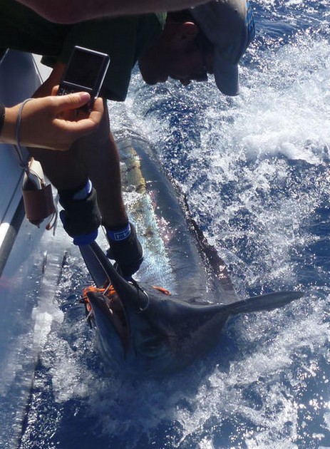 23/06 Release Me Cavalier & Blue Marlin Sport Fishing Gran Canaria