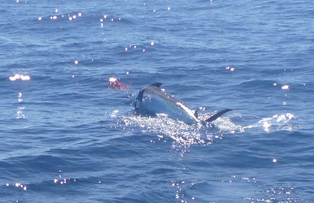 Release Me Cavalier & Blue Marlin Sport Fishing Gran Canaria