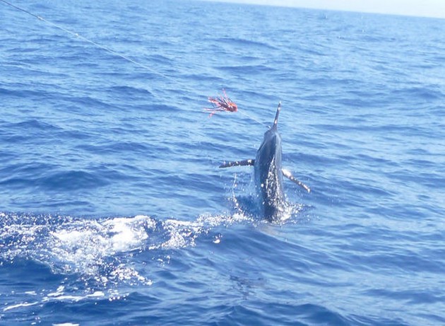 Release Me Cavalier & Blue Marlin Sport Fishing Gran Canaria