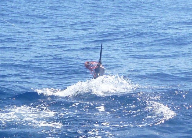 Release Me Cavalier & Blue Marlin Sport Fishing Gran Canaria