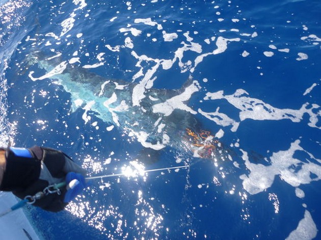 Release Me Cavalier & Blue Marlin Sport Fishing Gran Canaria