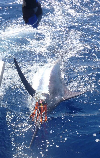Release Me Cavalier & Blue Marlin Sport Fishing Gran Canaria