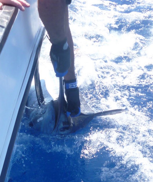 Release Me Cavalier & Blue Marlin Sport Fishing Gran Canaria