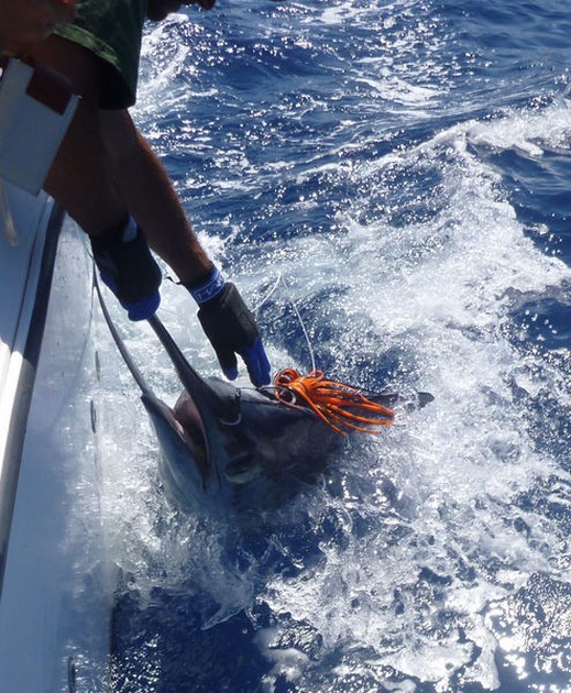 Release Me Cavalier & Blue Marlin Sport Fishing Gran Canaria