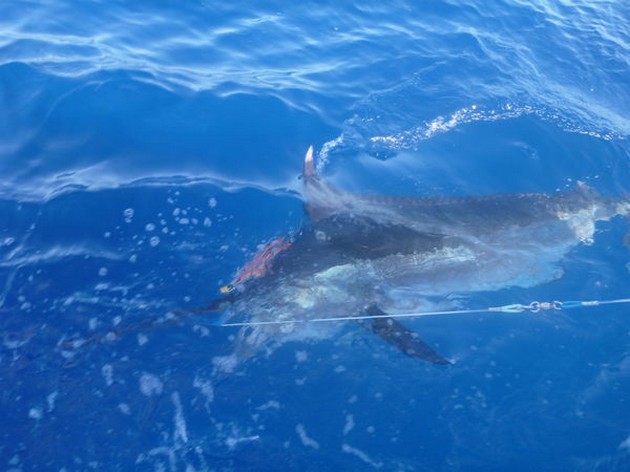 Release Me Cavalier & Blue Marlin Sport Fishing Gran Canaria