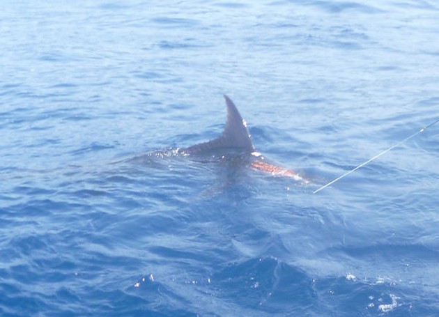 Release Me Cavalier & Blue Marlin Sport Fishing Gran Canaria