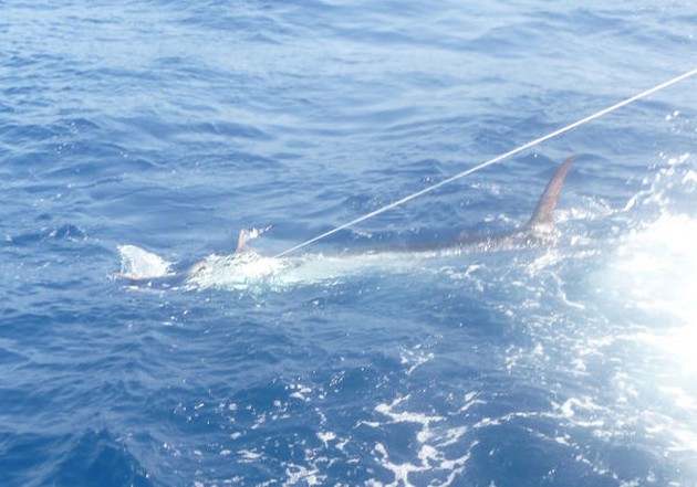Blue Marlin Cavalier & Blue Marlin Sport Fishing Gran Canaria