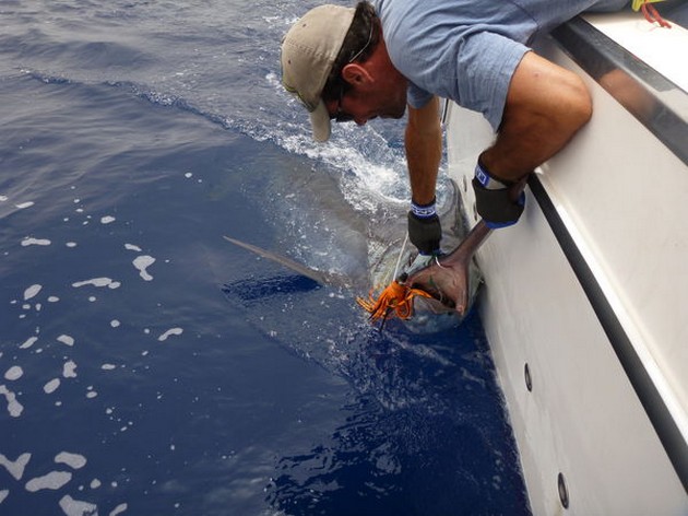 Blue Marlin Cavalier & Blue Marlin Sport Fishing Gran Canaria