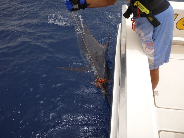 Blue Marlin Cavalier & Blue Marlin Sport Fishing Gran Canaria