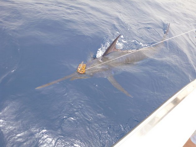 Blue Marlin Cavalier & Blue Marlin Sport Fishing Gran Canaria
